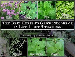 Folge deiner leidenschaft bei ebay! The Best Herbs To Grow Indoors Or In Low Light Situations Best Herbs To Grow Growing Herbs Indoors Herbs To Grow