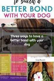 Pet Care Tips Three Ways To Have A Better Bond With Your Dog
