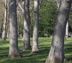 Check spelling or type a new query. Wisconsin S Native White Oaks Knowledgebase Johnson S Nursery