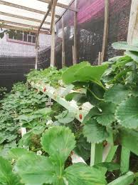 Terletak strategis di kundasang, strawberry garden hotel adalah tempat ideal untuk memulai penjelajahan di kota taman nasional kinabalu. Strawberry Rest House Mesilou Kundasang Kundasang Updated 2021 Prices