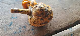 Image result for Pavetta gerstneri