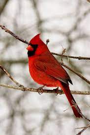 Northern Cardinal Funny Bird Pictures Pet Birds Parrots Art