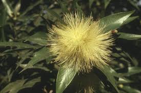 Image result for Myrtaceae