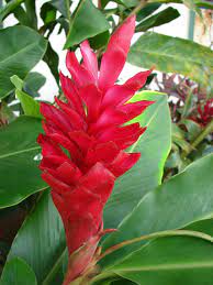 Zingiberales Ginger Plant Flower Ginger Plant Ginger Flower