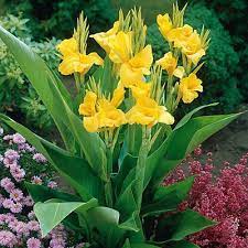 Yellow Canna Lily Both The Flower And Rhizomes Are Edible Canna Lily Lily Plants Canna Flower