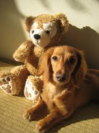 With My Friend Duffy The Disney Bear With Images Cute Animals Duffy The Disney Bear Disney Bear