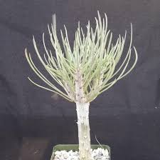 Image result for Kleinia schweinfurthii