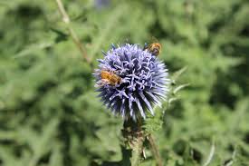 Image result for globe thistle