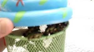 Have another person hold the beetle while the string is slipped over the beetle's head to its thorax (middle section) and gently pull the knot secure. Beetle On A String Youtube