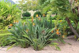 Bird Of Paradise Plant For Sale Near Me Pin On Cut Flowers
