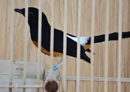 Selain melakukan pemasteran pada burung kacer, anda juga perlu memberi makanan tambahan agar si burung dapat mengeluarkan suara gacornya. Bagaimana Jika Murai Batu Mogok Makan Voer Om Kicau