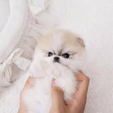 The majority of people want the joy of a puppy, and while cockapoo puppies are adorable, a rescue option is a wonderful idea too. Best Teacup Pomeranian Super Cute Teddy Bear Puppies For Sale