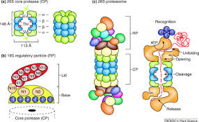 Proteasomes are part of a major mechanism by which cells regulate the concentration of particular proteins and degrade misfolded proteins. The Ubiquitin 26s Proteasome Pathway The Complex Last Chapter In The Life Of Many Plant Proteins Trends In Plant Science