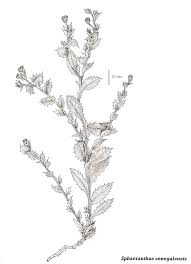 Image result for Sphaeranthus gazaensis