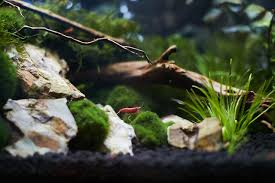 Basteln mit kindern im frühling, sommer, herbst und winter. Das Aquarium Fur Kinder Tipps Fur Die Eltern