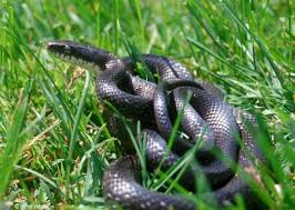 The full grown snakes are between 4 inches and 6 1/2 inches in length and are often mistaken for other species of baby snakes or earthworms. Snakes Of New York