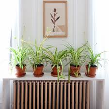 Can spider plant grow in low light. 5 Best Low Light Houseplants Hard To Kill Plants For Dark Apartments Homes Apartment Therapy