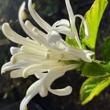 Image result for Justicia australis