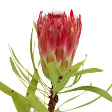 Image result for Protea rupestris
