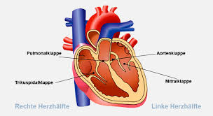 Herzklappenfehler Herzklappeninsuffizienz