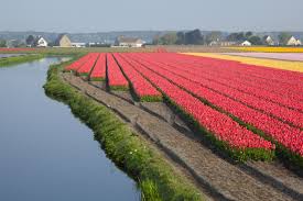 An area of cleared enclosed land used for cultivation or pasture a field of wheat (2) : Tulip Fields Near Amsterdam In Holland Tulip Festival Amsterdam