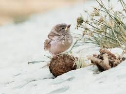 We did not find results for: Baby Bird Identification Tips And Tricks