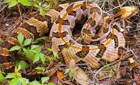 Timber Rattlesnake Florida Snakes Snake Rattlesnake Black Mamba