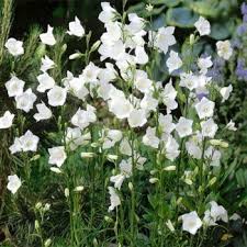 Bellflower Seeds Peach Leaved White Bellflower Seed Bellflower Flower Bellflower Plant Garden Shrubs