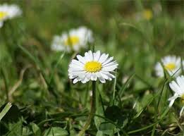 Welche fruhlingsblumen bluhen wann schone blumen beste blumen blumen. Welche Blume Hat Diese Blute