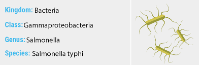 The two species of salmonella are salmonella enterica and salmonella bongori. Salmonella Typhi Quip Labs