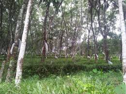 75 Cent Land For Sale Http Kottayam Olx In 75 Cent Land For Sale Near Karukachal City Kottayam District Kerala Ind Iid 42850743 Land For Sale Tree Kottayam
