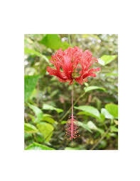 Grows rapidly and blooms freely, it has slender and gracefully curved stems and the flowers can be recognized by the fringed and lacy petals which are bent backward. Live Tropical Hibiscus Chinese Lantern Hibiscus Etsy In 2021 Chinese Lanterns Plant Hibiscus Schizopetalus Hibiscus Plant