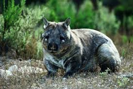 Image result for Southern hairy-nosed wombat