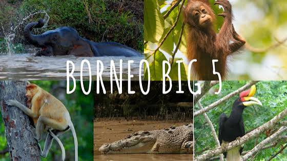 Borneo Big 5 | Borneo Eco Tours