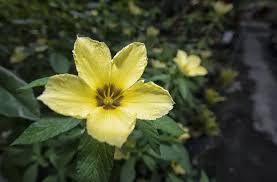 Image result for Turneraceae