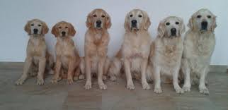 Download this free photo about angry golden retriever dog., and discover more than 9 million professional stock photos on freepik. Golden Mad Cap Home