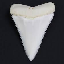 99 ($10.99/count) get it as soon as thu, feb 25. Great White Shark Tooth Carcharodon Carcharias 4cm Catawiki
