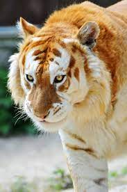 This Is The Rare Golden Tiger Animals Rare Animals Animals Wild