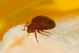 Image result for bedbugs on mattress