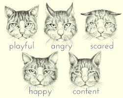 Here are eight ways of your cat telling you how they feel and answering that age old question for you, is my cat happy? 1. Why Is My Cat So Affectionate Understanding A Cat S Body Language Pethelpful By Fellow Animal Lovers And Experts