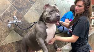 Discover more posts about pitbull puppies. Pitbull Puppies For Sale Worlds Best Known Dog Kennel Trusted By Pros