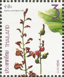 Image result for Siphonochilus brachystemon