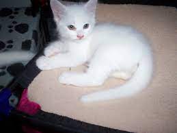 My Turkish Angora Kitten Turkish Angora Cat Angora Cats Kitten For Sale
