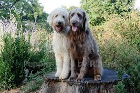 We did not find results for: Goldendoodle Breeders France Elevage Goldendoodles Puppies For Sale