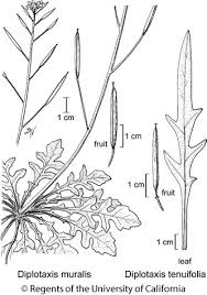 Image result for Diplotaxis tenuifolia