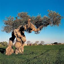 Hajogoeswandern Posted To Instagram Olive Tree Puglia Italy Weird Trees Nature Tree Olive Tree