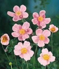 Seeds Anemone Pink Saucer Anemone Flower Flower Seeds Perennials