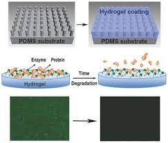 Enzyme‐Modified Hydrogel Coatings With Self‐Cleaning Abilities For Low  Fouling Pdms Devices - Zhang - 2015 - Advanced Materials Interfaces - Wiley  Online Library