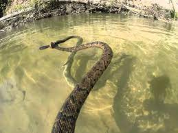 Cotton Mouth Water Moccasin Tries To Kill A Banded Water Snake Water Moccasin Snake Cotton Mouth Snake