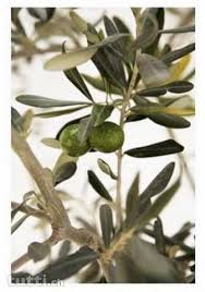 Ikea Bild Pjatteryd Olive Bilder Fotorahmen Ikea